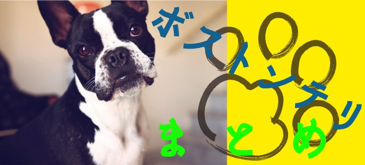 筋肉質なボストンテリア！